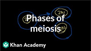 Phases of Meiosis [upl. by Sillaw340]