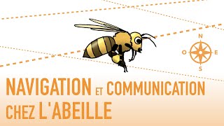 Navigation et communication chez labeille  animation [upl. by Lrat533]