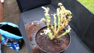 How to Bring Geraniums Out from Winter Storage [upl. by Rediah692]