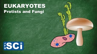 Protists and Fungi [upl. by Eedissac]