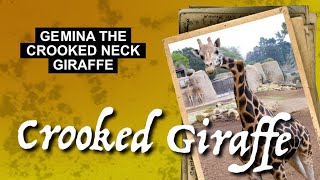 Gemina the Crooked Neck Giraffe [upl. by Itsirhc]