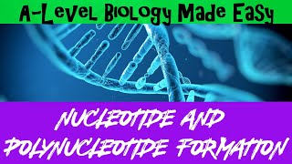 Nucleotide and Polynucleotide formation  A Level Biology Made Easy [upl. by Kaiser]