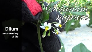 Black nightshade Solanum nigrum  part 1 [upl. by Tutt]