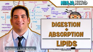 Gastrointestinal  Digestion amp Absorption Of Lipids [upl. by Aerdno331]