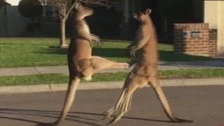 Kangaroos take their fight to the street [upl. by Nauqel]