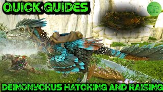 How To Steal Hatch And Raise Deinonychus Eggs  Ark Quick Guides  2020 [upl. by Darrow]