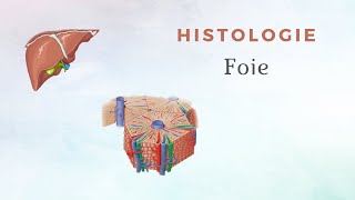 Histologie du Foie [upl. by Eelyma]