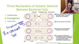 Bacterial Genetics [upl. by Ennaoj]