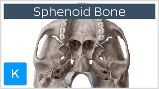 Sphenoid Bone  Definition Location amp Function  Human Anatomy  Kenhub [upl. by Lutero]