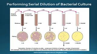 Serial Dilution  Methods and Calculations [upl. by Marion]