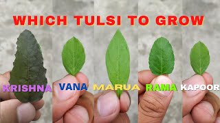 Which TulsiBasil to grow at home [upl. by Nattie]