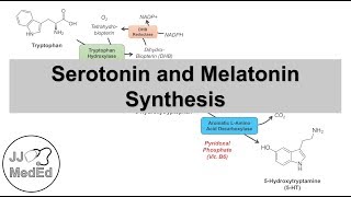 Serotonin and Melatonin Synthesis  Tryptophan Metabolism [upl. by Neetsirhc757]