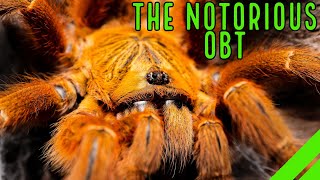 Orange Baboon Tarantula OBT Pterinochilus murinus Care amp Husbandry [upl. by Holofernes]