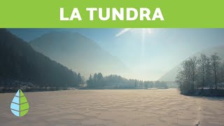 ¿Que es LA TUNDRA  Tipos de TUNDRA Tundra artica tundra alpina y tundra antartica [upl. by Anitsyrc]