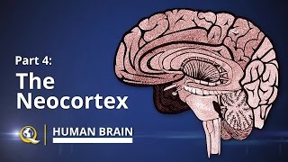 Neocortex  Human Brain Series  Part 4 [upl. by Ihcelek124]