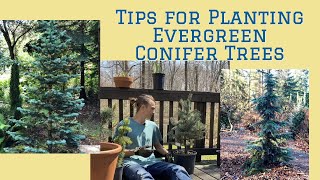 Tips for Planting Evergreen Conifer Trees Tutorial [upl. by Aleris]