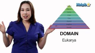 Learn Biology Classification The Taxonomic Hierarchy [upl. by Yebba]