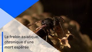 Le frelon asiatique chronique dune mort espérée  Documentaire CNRS [upl. by Daloris]