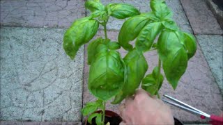 How to Grow Basil from Seed [upl. by Ebberta]