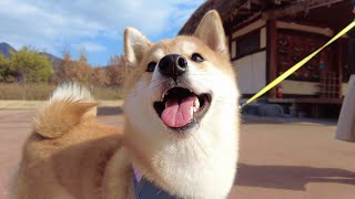 Shiba Inu Dogs Trip To South Korea 6 Month Compilation [upl. by Elhsa574]