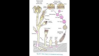 METAGENESIS IN CNIDARIA [upl. by Calbert]