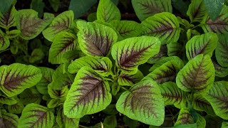 Introduce Amaranth and how to grow [upl. by Naimerej]