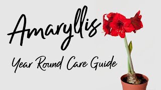 How to Care for Amaryllis throughout the WHOLE YEAR [upl. by Reham]