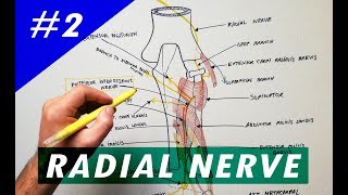 Radial Nerve  part 2  Anatomy Tutorial [upl. by Notlad]