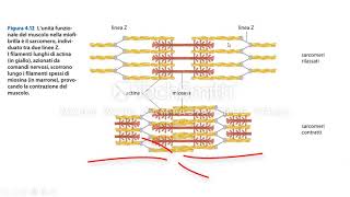 La contrazione muscolare [upl. by Nahtanhoj]