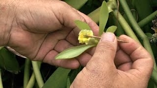 Comment polliniser la fleur de vanille [upl. by Akisey]