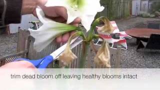 How to trim an amaryllis plant [upl. by Watts]