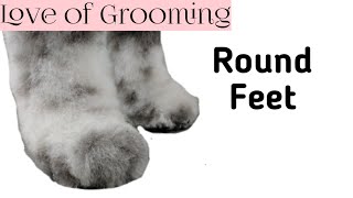 How to trim round paws on a large curly coated dog [upl. by Nath171]