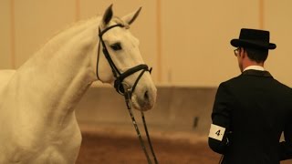 D Unico Lusitano horse approved as a Lusitano stallion semen available [upl. by Megen]