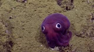 Googlyeyed Stubby Squid  Nautilus Live [upl. by Esimaj610]