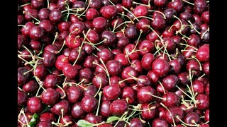 Cherries 101  Selecting Storing and Preparing Cherries [upl. by Ewer]