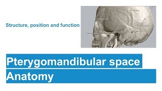 Pterygomandibular space [upl. by Laundes]