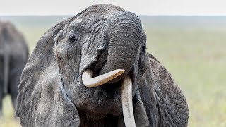 Des animaux paisibles dans la savane • Tour du monde [upl. by Collier865]