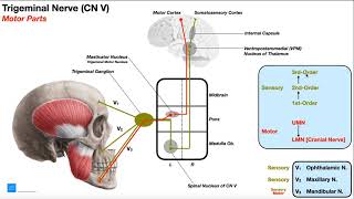 Cranial Nerve V  Trigeminal Nerve Part 1  Origin Structure Pathway amp Function [upl. by Dalpe]