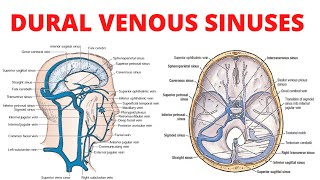 Dural Venous Sinuses [upl. by Reeher691]