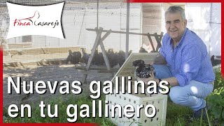 Cómo incorporar nuevas Gallinas en tu Gallinero [upl. by Ydarg]