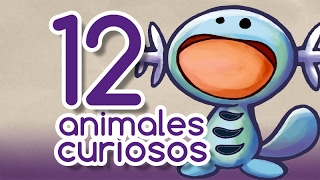 Los 12 animales más curiosos [upl. by Gussman]