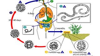 Ascaris Lumbricoides lecture [upl. by Aekin]