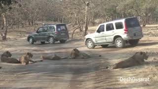 Visit the Gir forest with President of India through this lion safari video [upl. by Alhan]