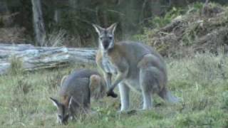 Australian Wildlife Wallabies courting [upl. by Bigford]