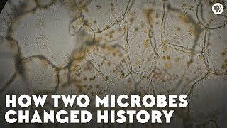 How Two Microbes Changed History [upl. by Otrebmal]