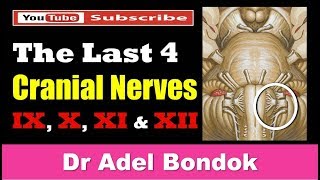 The Last 4 Cranial Nerves Dr Adel Bondok [upl. by Mulry]