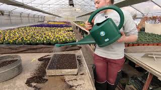 rencontre avec une horticultrice en floriculture [upl. by Browning]