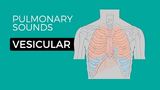 01  Normal Lung Sounds  Vesicular breath sounds [upl. by Narf]