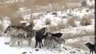 Wolves of Yellowstone Full Documentary Discovery Channel [upl. by Nira]