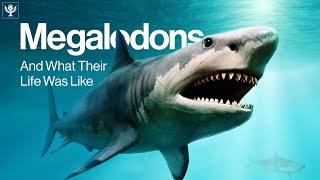 What Was Megalodons Life Like  Encyclopaedia Britannica [upl. by Joris]